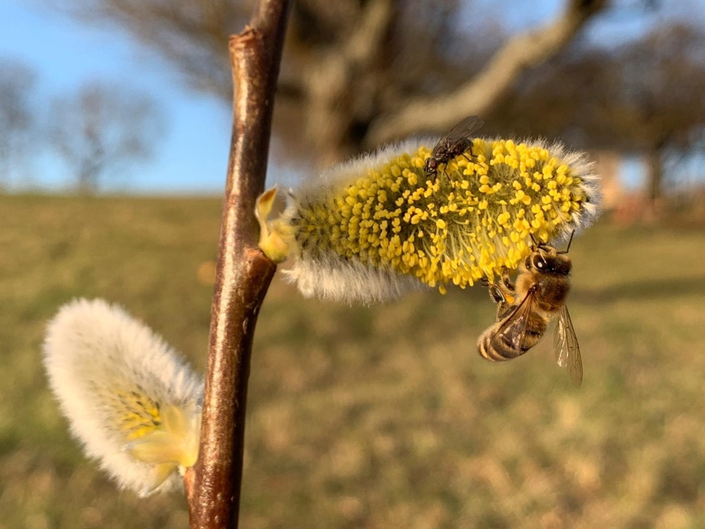 Biene auf Saalweidenblu╠ête2